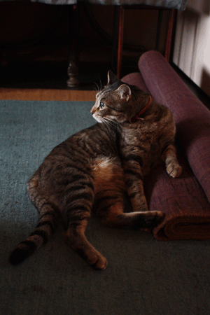 e0156015_1024428.gif