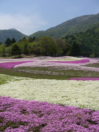 山梨･静岡日帰り旅　富士芝桜まつり　_e0078919_9213760.jpg