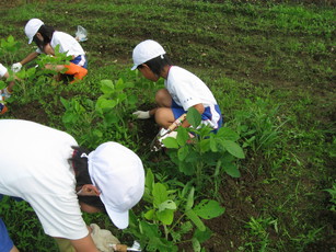 北新庄小学校の子供たちが大豆の土寄せと草取りをしました。_e0061225_13212532.jpg