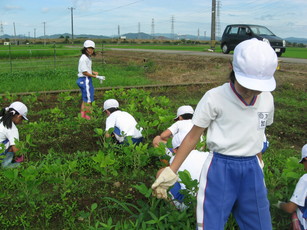 北新庄小学校の子供たちが大豆の土寄せと草取りをしました。_e0061225_13214367.jpg