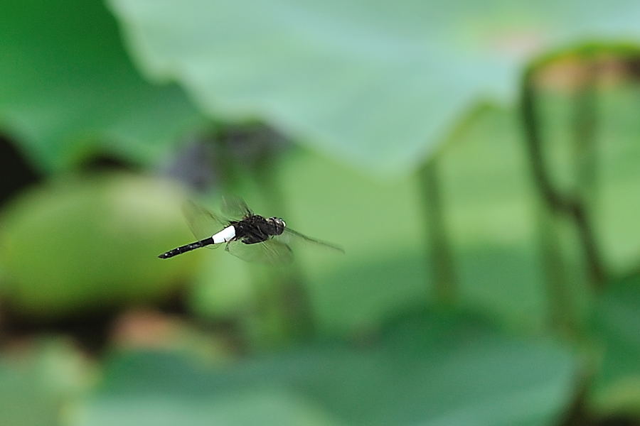 このトンボなあに？_e0037126_21473993.jpg