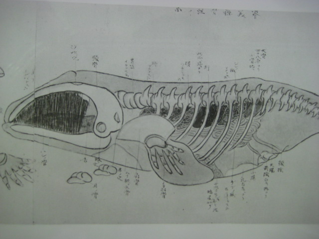 熊野自慢　その28　「くじら博物館」_d0147727_20110100.jpg