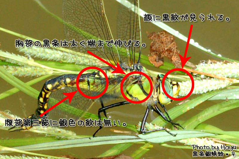 a0059328_2082025.jpg