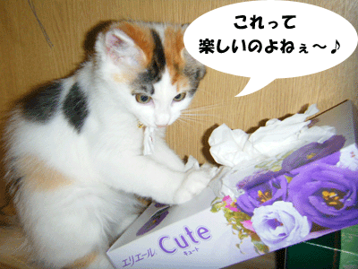 f0008935_1339175.gif