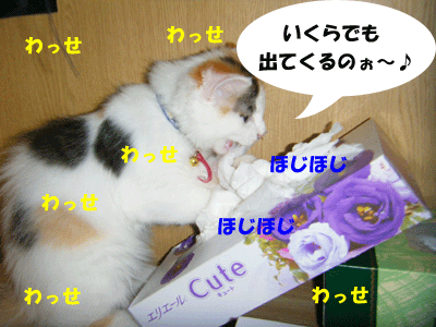 猫々４コマ+１　～悪戯みけこ、怒る～_f0008935_13392622.gif