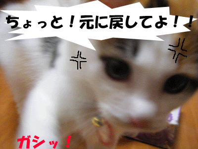 猫々４コマ+１　～悪戯みけこ、怒る～_f0008935_13403647.gif