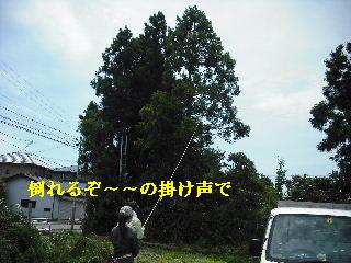 伐採本数15本余り 推定総重量数トン_f0031037_21482627.jpg