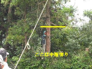 伐採本数15本余り 推定総重量数トン_f0031037_21483790.jpg