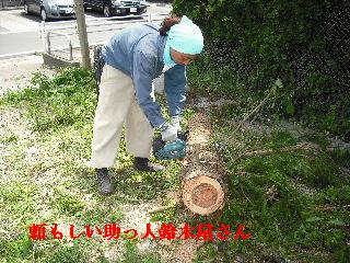 伐採本数15本余り 推定総重量数トン_f0031037_21484975.jpg
