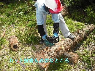 伐採本数15本余り 推定総重量数トン_f0031037_21491125.jpg
