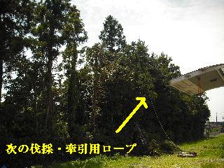 伐採本数15本余り 推定総重量数トン_f0031037_2150362.jpg
