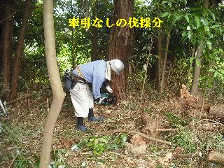 伐採本数15本余り 推定総重量数トン_f0031037_21505814.jpg