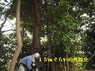 伐採本数15本余り 推定総重量数トン_f0031037_21511184.jpg