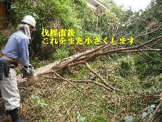 伐採本数15本余り 推定総重量数トン_f0031037_21513668.jpg