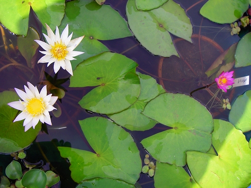 熱帯睡蓮 スワンナ 開花株 スイレン