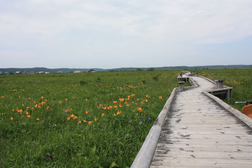 花の霧多布湿原 7月14日_f0113639_13464516.jpg