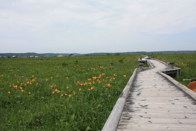 花の霧多布湿原　　7月14日_f0113639_13464516.jpg