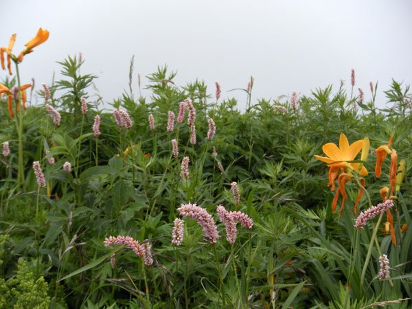 c0047341_6183545.jpg