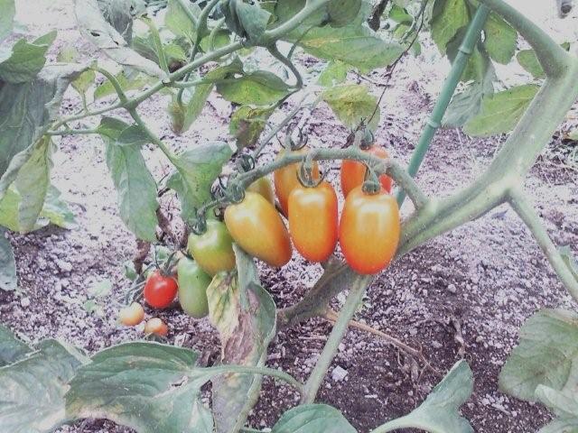 お母さん、トマト熟れました。_c0174644_0353517.jpg