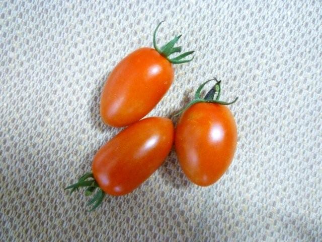 お母さん、トマト熟れました。_c0174644_036860.jpg