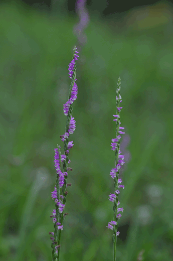 c0093046_732396.gif