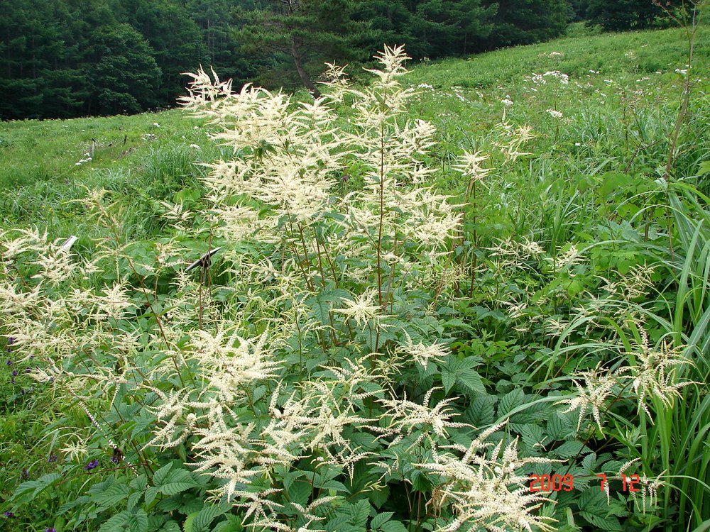 No 0476 浅間山塊 夏の山野草 森林インストラクター 環境カウンセラー 豊島襄の 林住日記 旧題 フィールド ノート