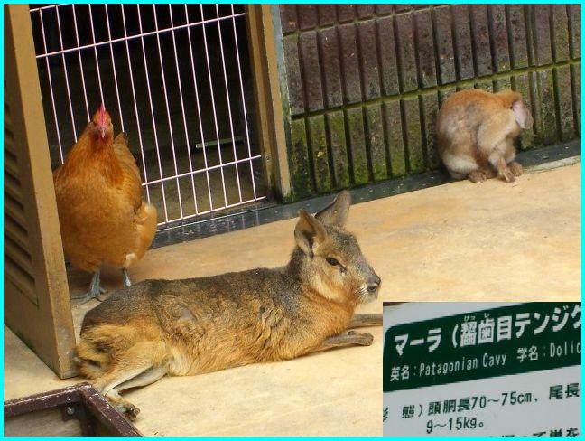 ミニミニ動物園_c0138978_14464991.jpg