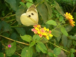 ダメっ子２人組、旅に出る③パリ花公園の花_c0162882_7455181.jpg