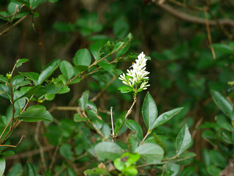 イボタの１種（西公園 2009/07/09撮影）_f0204094_9492084.jpg