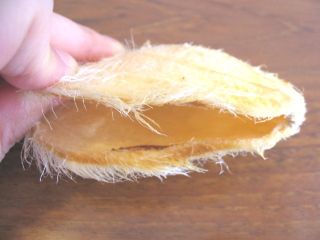 a0091095_15335134.jpg