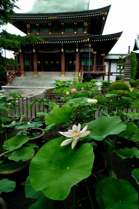 乗連寺（東京大仏）　板橋区　東京都_a0078397_6263319.jpg