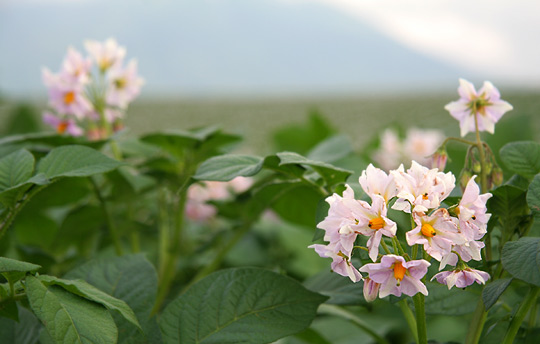 倶知安・じゃがいもの花_d0117900_2137113.jpg