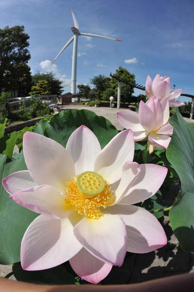 水生植物・・みずの森(*^。^*)_a0044202_20491684.jpg