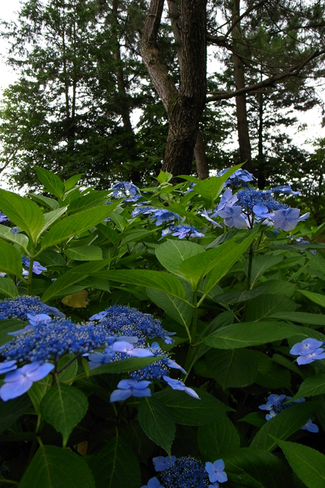 b0158403_17222578.jpg