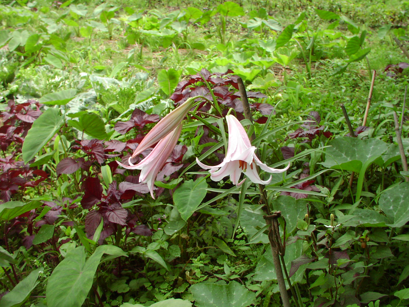 f0164410_18333751.jpg