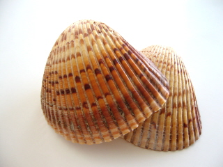 e0115325_2337410.jpg
