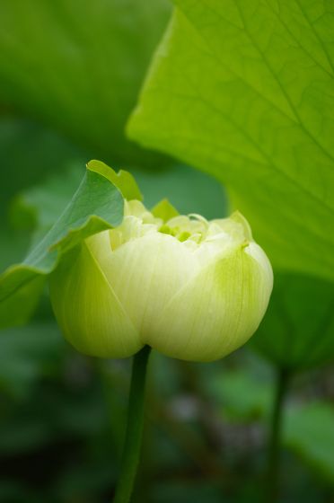 草津市水生植物公園みずの森にて・・・　蓮を撮る_a0031741_1121580.jpg