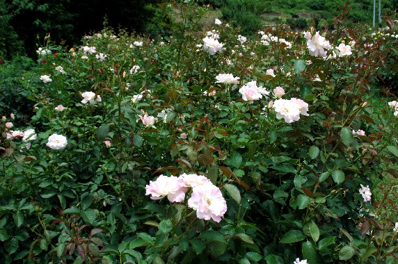 　　四季の郷公園_b0093754_23555414.jpg