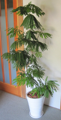 観葉植物を入荷しました!_a0118355_21241192.jpg
