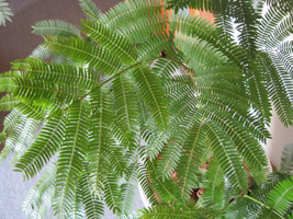 観葉植物を入荷しました!_a0118355_21324965.jpg