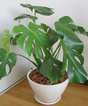 観葉植物を入荷しました!_a0118355_21345485.jpg
