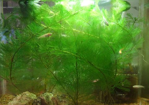 メダカと相性のよい水草はこれだ｜室内・屋外飼育でおすすめの水草15選｜東京アクアガーデン