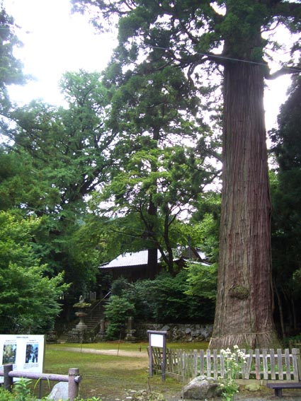 糸島　　　雷神社　観音杉　　　　　制作工程（前半）_f0176370_14152561.jpg