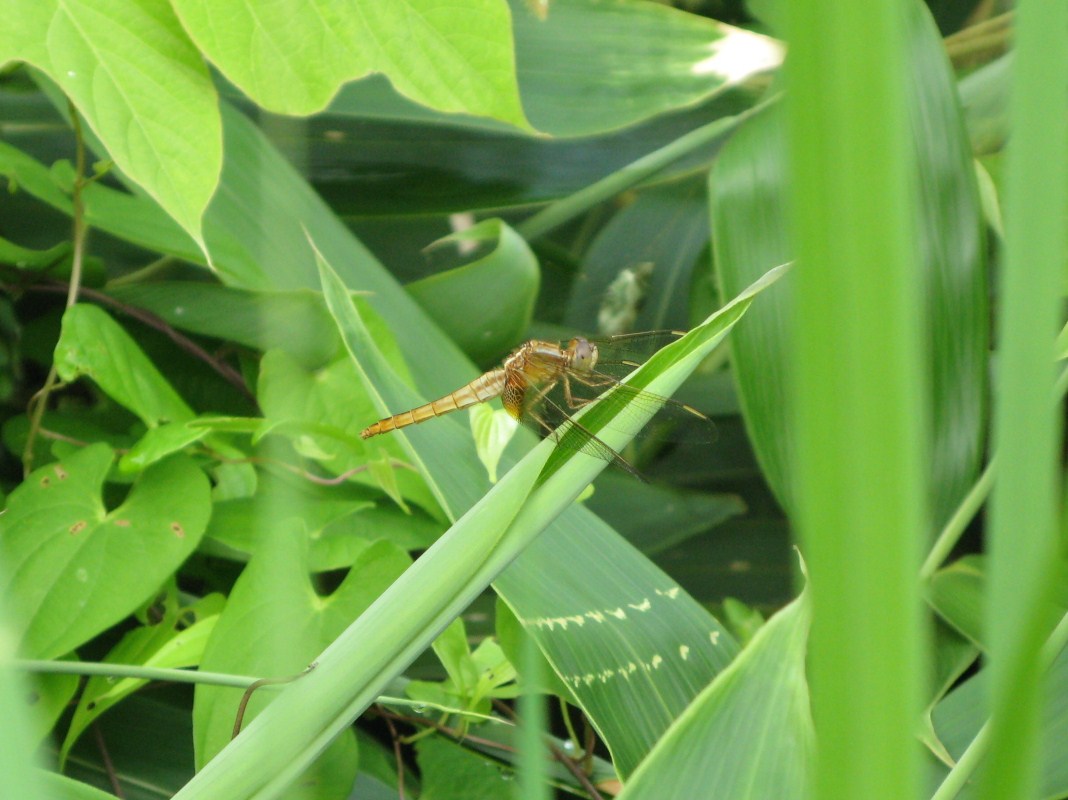 小さな生き物たち_d0047885_17402239.jpg