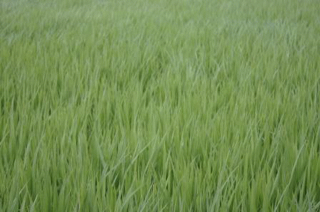 c0034595_12221781.gif