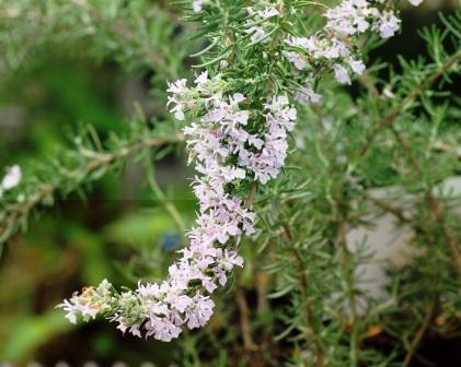 ローズマリーの花 農場長のぼやき日記