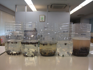 植樹日記_b0186205_15325218.jpg