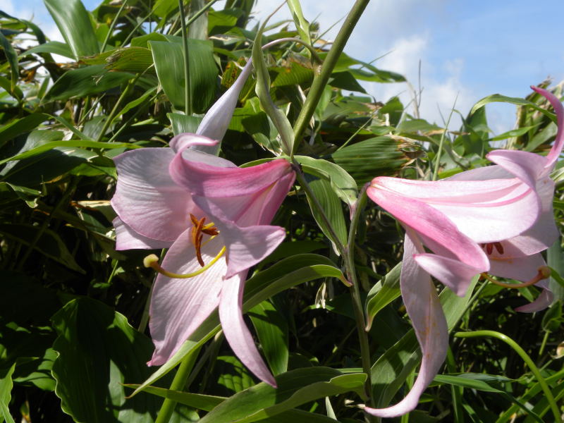 白木峰　７月１５日（水）_c0078410_0181772.jpg