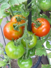 f0145916_12105214.jpg