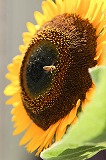 a0126223_16463068.jpg